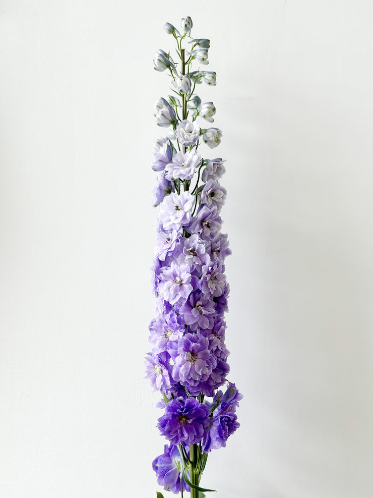 LA ATELIER SINGAPORE PTE LTD | Delphinium